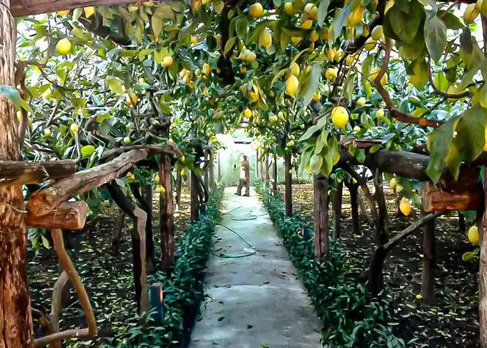 Limoneto Di Anna