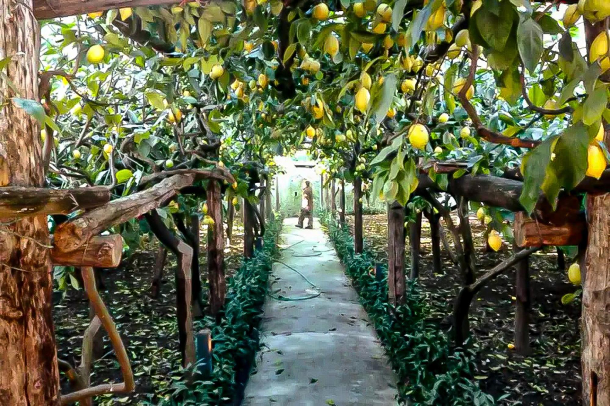 Limoneto Di Anna Maiori